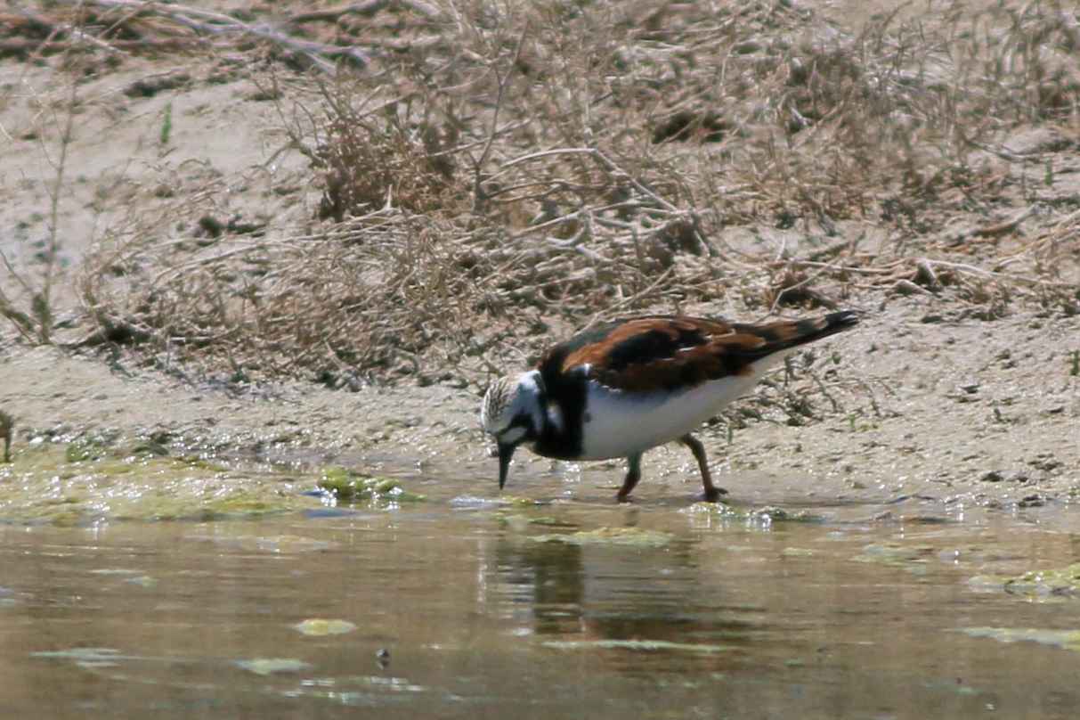Ruddy Turnstone